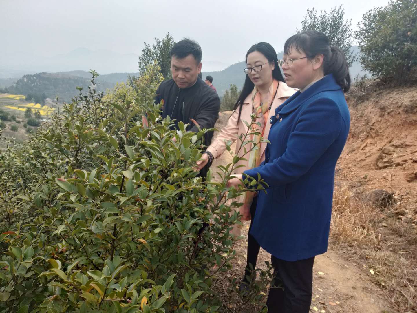 2019年4月18日公司負責人王本娥、李剛帶領福田河鎮扶貧辦各領導到基地看茶籽樹的生長狀態